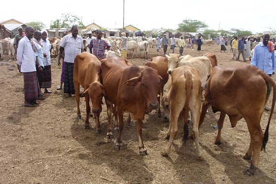 Cattle in market, Kenya - Photo: Bernard Bett