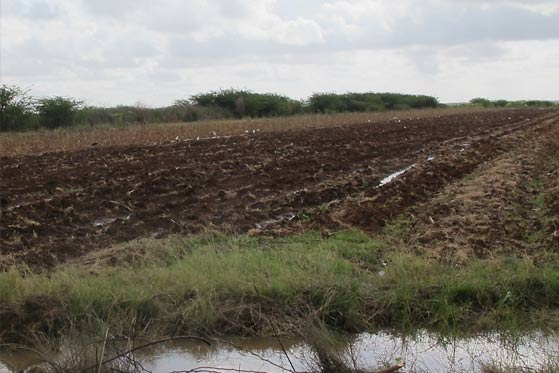 Irrigation in Tana Delta area, Kenya - Photo: Bernard Bett