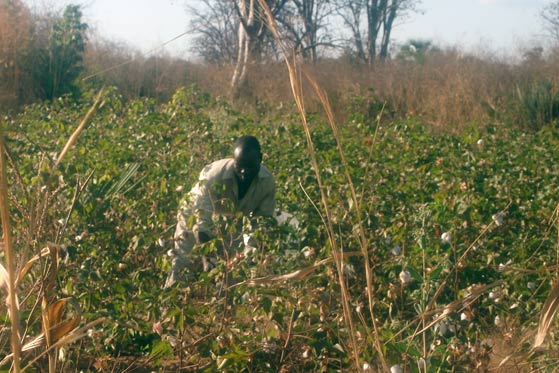 Picking cotton in Zambia - Photo: Susan Welburn